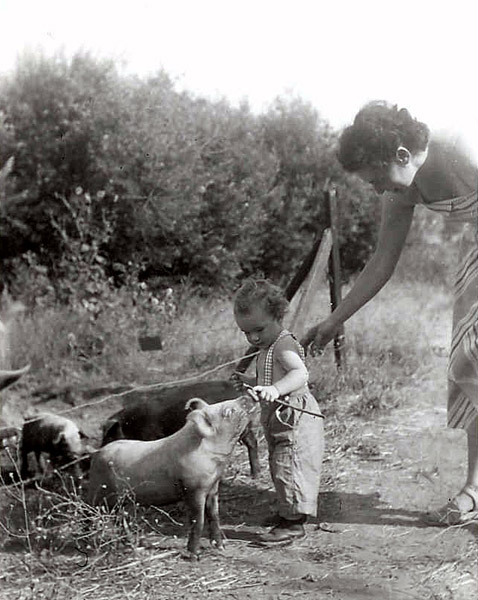 Jessie with pigs, 1950 (ls)